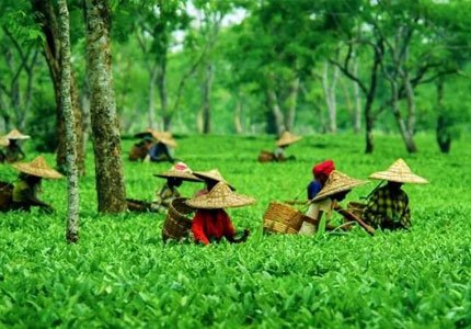 McLeodganj, Bhagsunag & Dharamshala Tour