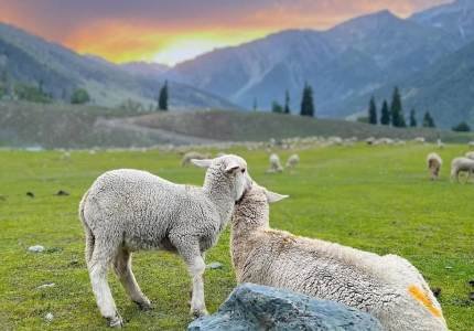 Amritsar to Kashmir Complete Tour (Srinagar, Gulmarg, Pahalgam, Sonmarg)