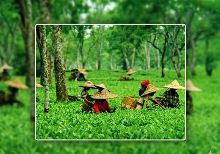 Palampur